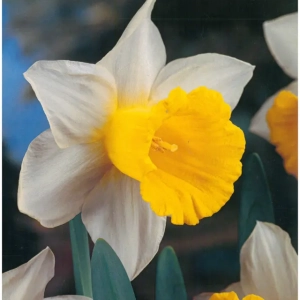 Bulbi de Narcise Queen of Bicolors (14-16 cm) 1