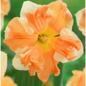 Bulbi de Narcise Rainbow of Colors (14-16 cm) 1