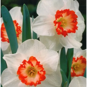 Bulbi de Narcise Ring of Fire (14-16 cm) 1