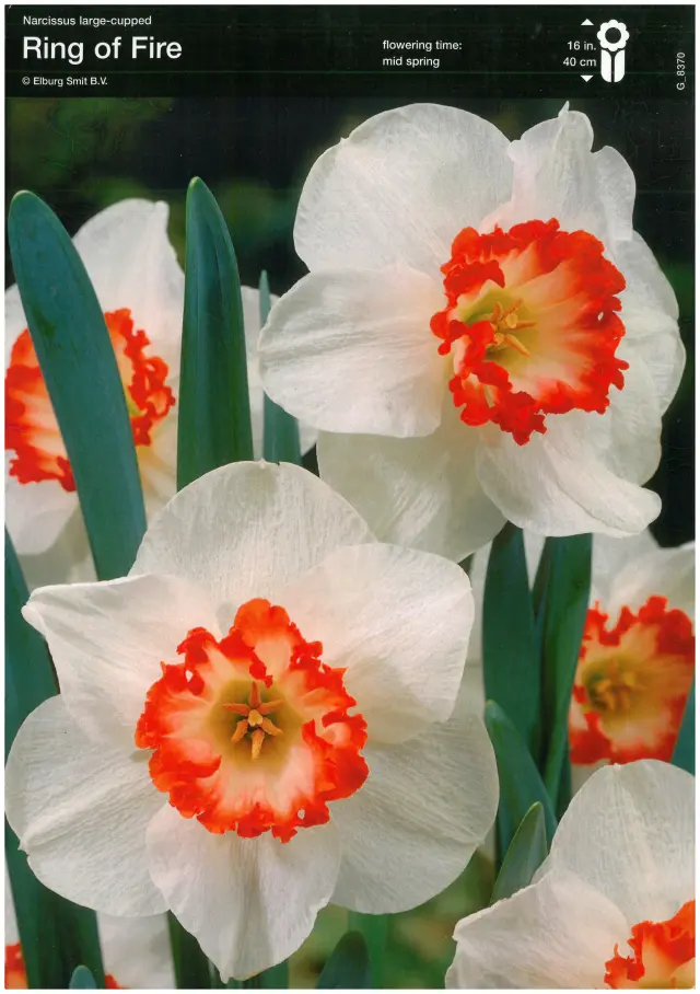 Bulbi-de-Narcise-Ring-of-Fire Bulbi de Narcise Ring of Fire 1