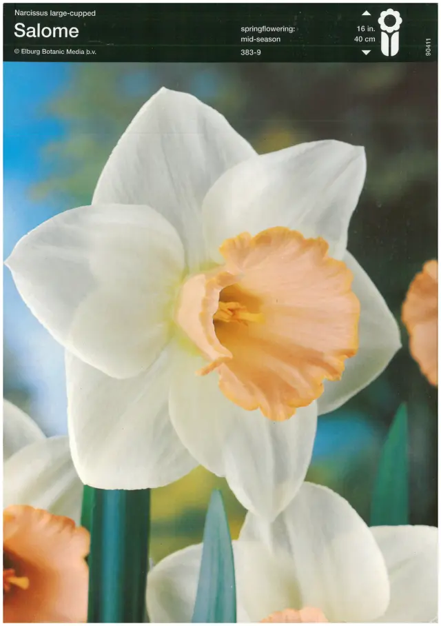 Bulbi-de-Narcise-Salome-1046 Bulbi de Narcise Salome (14-16 cm) 1