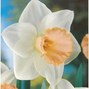 Bulbi de Narcise Salome 1