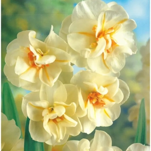 Bulbi de Narcise Sir Winston Churchill 1