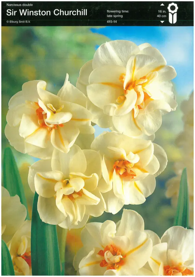 Bulbi-de-Narcise-Sir-Winston-Churchill-5436 Bulbi de Narcise Sir Winston Churchill (14-16 cm) 1