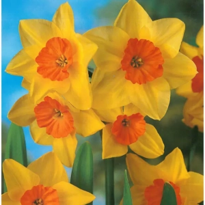 Bulbi de Narcise Suzy (14-16 cm) 1