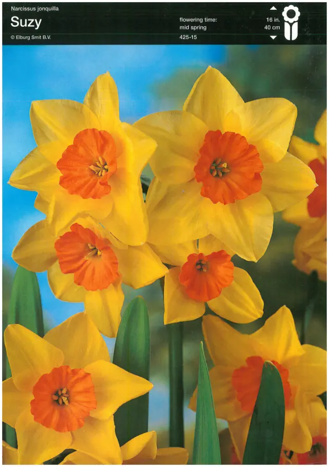 Bulbi-de-Narcise-Suzy-5362 Bulbi de Narcise Suzy (14-16 cm) 1