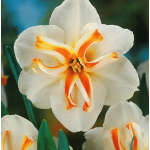 Bulbi de Narcise Trepolo (14-16 cm) 1