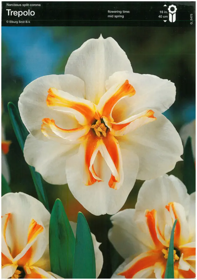 Bulbi-de-Narcise-Trepolo Bulbi de Narcise Trepolo 1