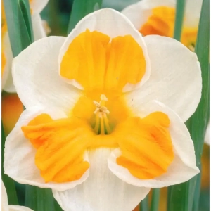 Bulbi de Narcise Tricollet (14-16 cm) 1