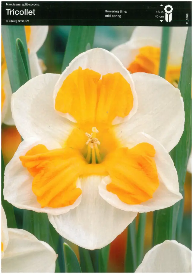 Bulbi-de-Narcise-Tricollet-2278 Bulbi de Narcise Tricollet (14-16 cm) 1