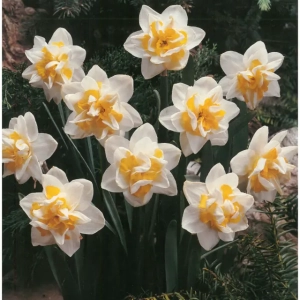 Bulbi de Narcise White Lion 1