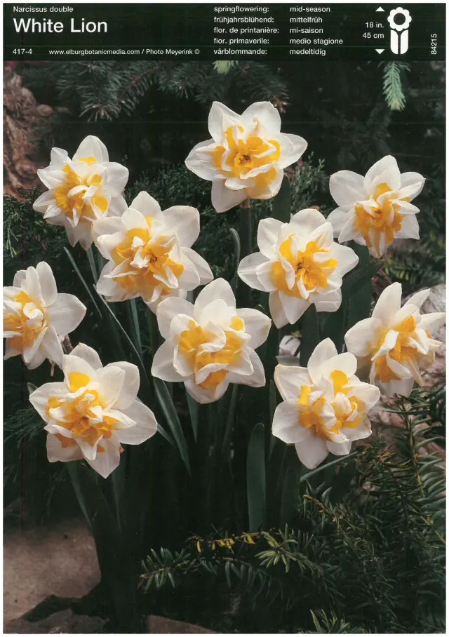 Bulbi de Narcise White Lion (14-16 cm) 1