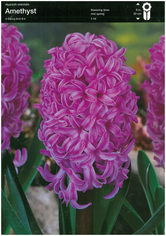 Bulbi-de-Zambile-Amethyst-560 Bulbi de Zambile Amethyst (19 cm +) 1