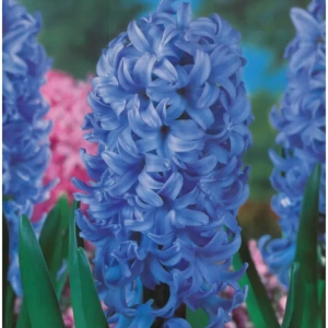 Bulbi de Zambile Blue Giant (19 cm +) 1