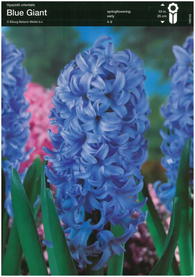 Bulbi de Zambile Blue Giant (19 cm +) 1