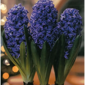 Bulbi de Zambile Blue Jackets 1