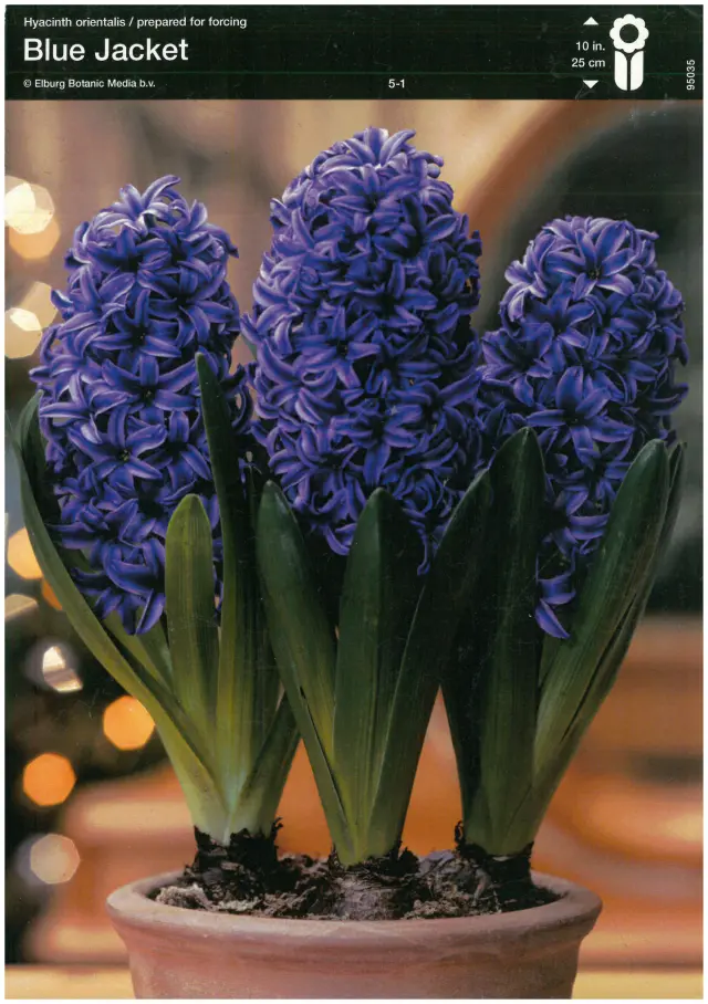 Bulbi-de-Zambile-Blue-Jacket-9568 Bulbi de Zambile Blue Jackets (19 cm +) 1