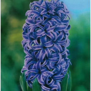 Bulbi de Zambile Blue Pearls (19 cm +) 1