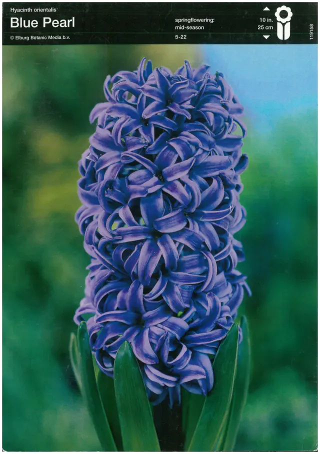 Bulbi-de-Zambile-Blue-Pearl Bulbi de Zambile Blue Pearls 1