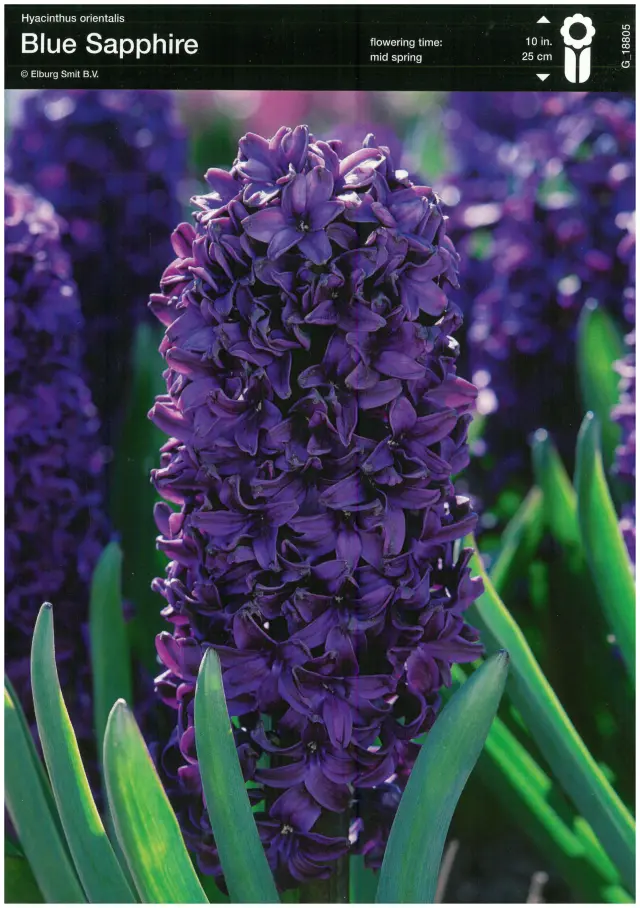 Bulbi-de-Zambile-Blue-Sapphire-160 Bulbi de Zambile Blue Sapphire (19 cm +) - 1