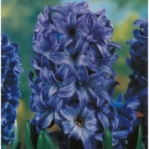 Bulbi de Zambile Blue Star (19 cm +) 1