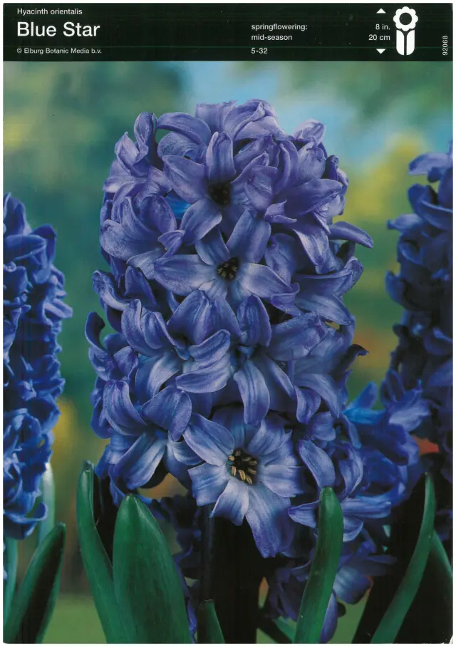 Bulbi de Zambile Blue Star (19 cm +) 1