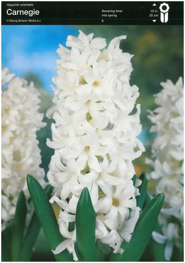 Bulbi-de-Zambile-Carneige Bulbi de Zambile Carneige 1