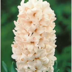 Bulbi de Zambile China Pink (19 cm +) 1