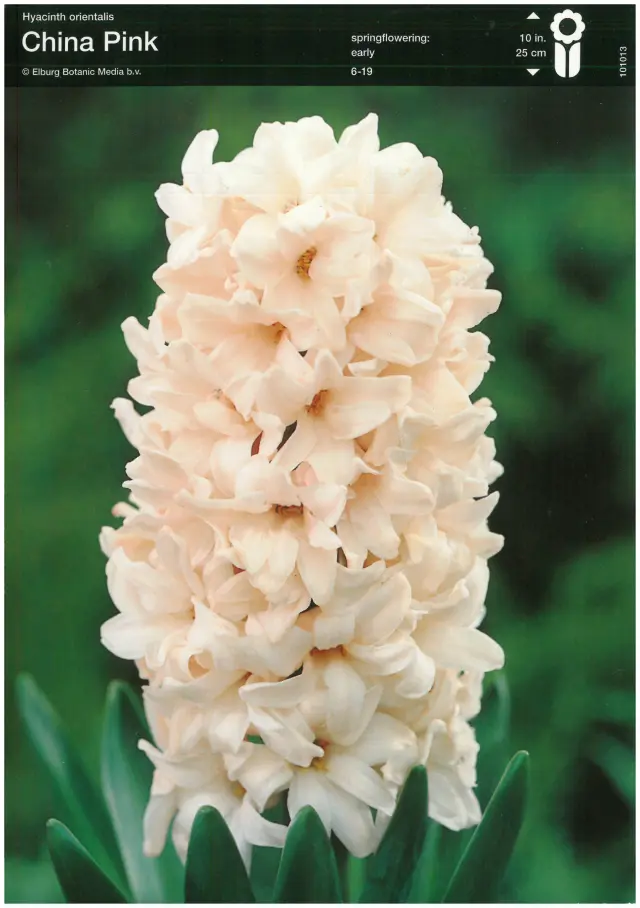 Bulbi de Zambile China Pink (19 cm +) 1