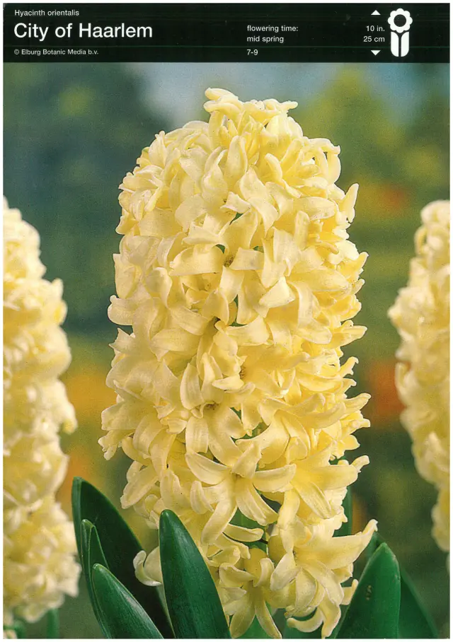 Bulbi-de-Zambile-City-of-Haarlem Bulbi de Zambile City of Haarlem 1