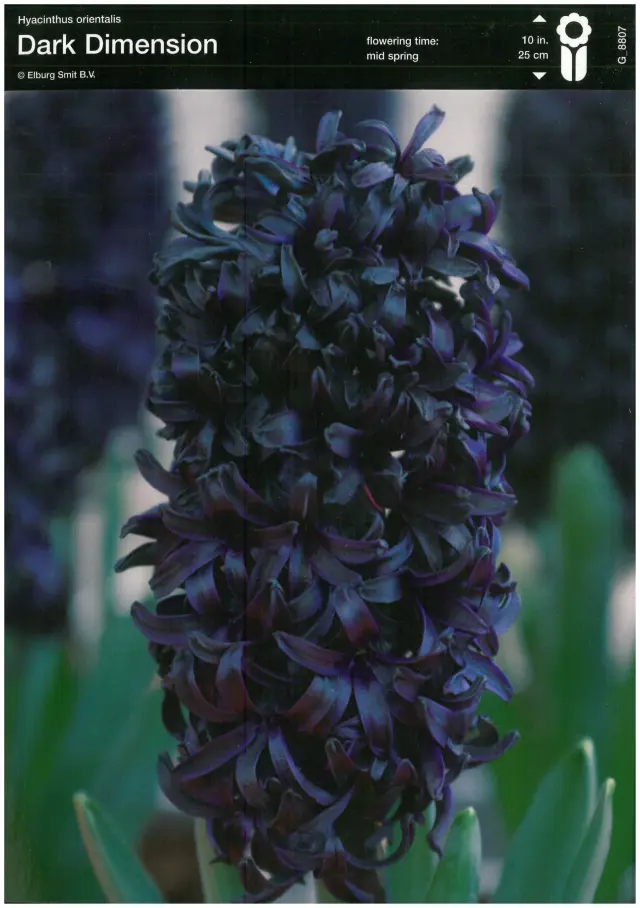 Bulbi-de-Zambile-Dark-Dimensions-823 Bulbi de Zambile Dark Dimension (19 cm +) 1