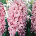 Bulbi de Zambile Fondant (19 cm +) 1