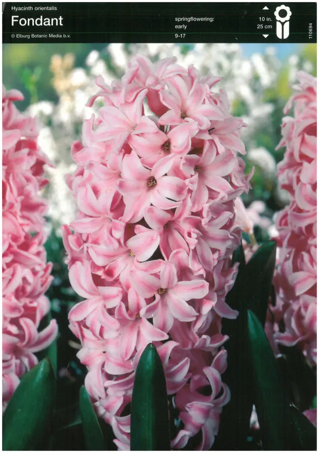 Bulbi-de-Zambile-Fondant Bulbi de Zambile Fondant 1