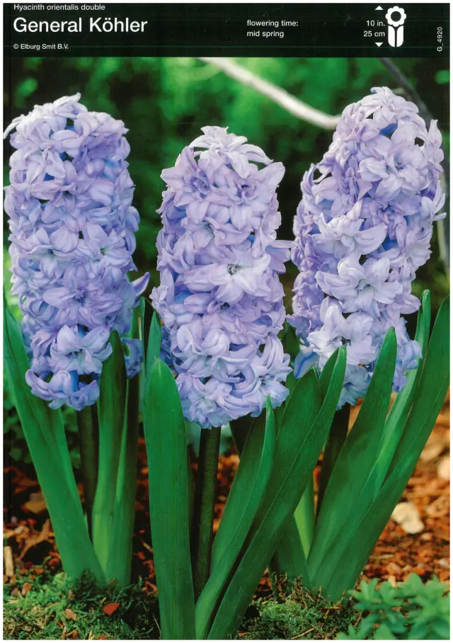 Bulbi-de-Zambile-General-Kohler Bulbi de Zambile General Kohler 1