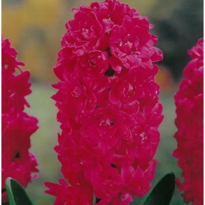 Bulbi de Zambile Hollyhock (19 cm +) 1