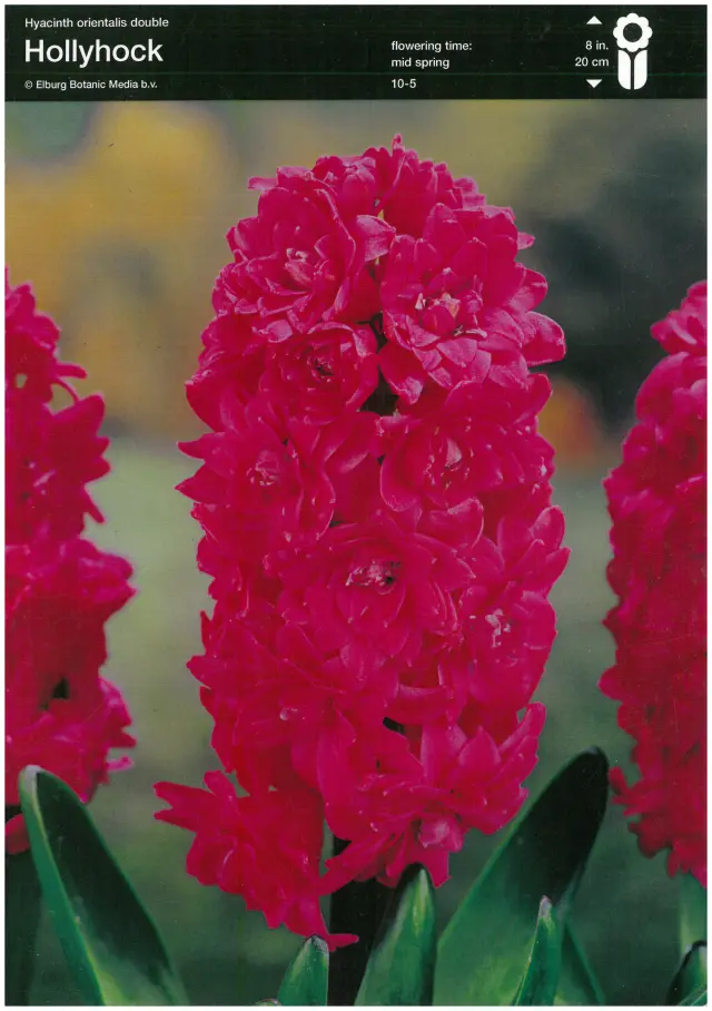 Bulbi-de-Zambile-Hollyhock-5590 Bulbi de Zambile Hollyhock (19 cm +) 1