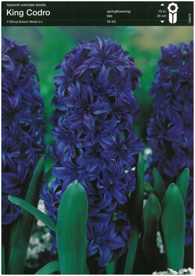 Bulbi-de-Zambile-King-Codro Bulbi de Zambile King Codro 1