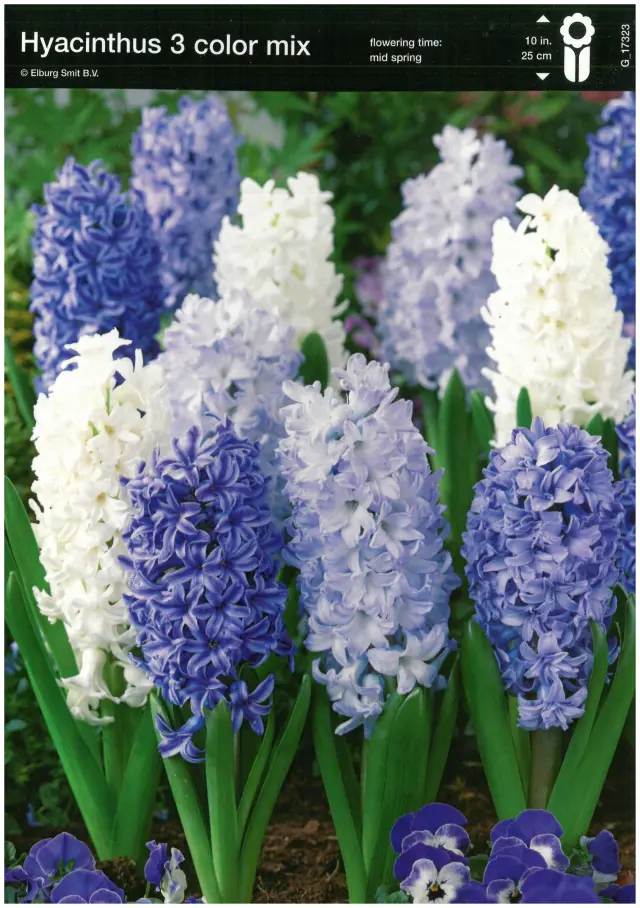 Bulbi-de-Zambile-Mix-3-Color-1 Bulbi de Zambile Gipsy Queen MIX 1