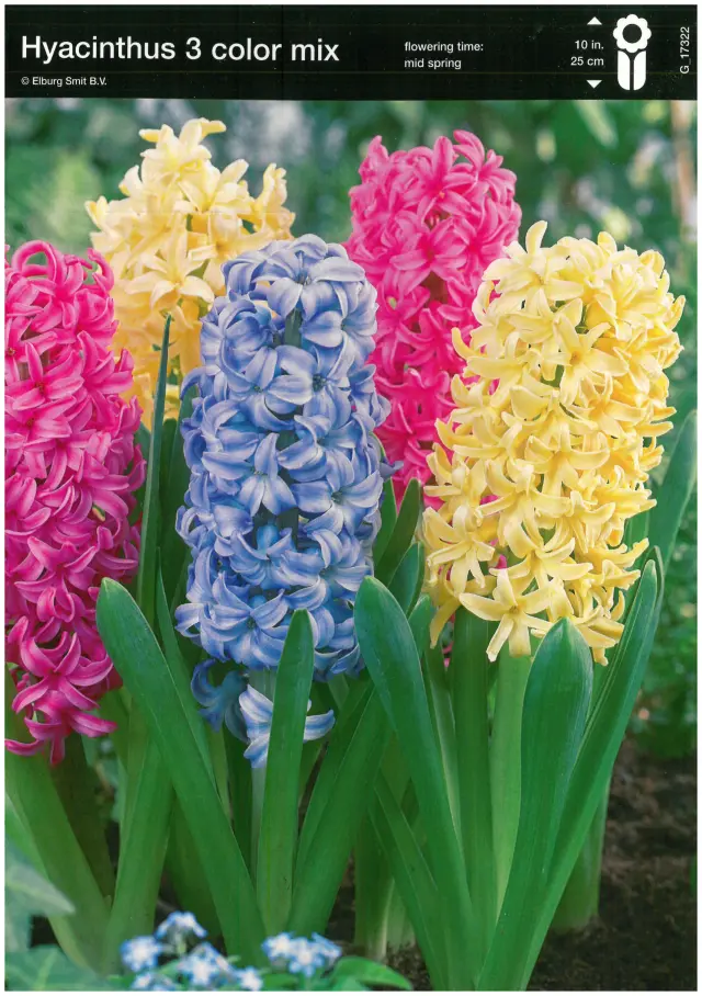 Bulbi-de-Zambile-Mix-3-Color-8787 Bulbi de Zambile Hyacinthus Mix 3 1
