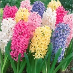 Bulbi de Zambile Mix 1 1