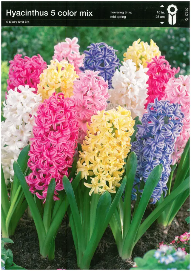 Bulbi-de-Zambile-Mix-5-color-846 Bulbi de Zambile Mix 1 1