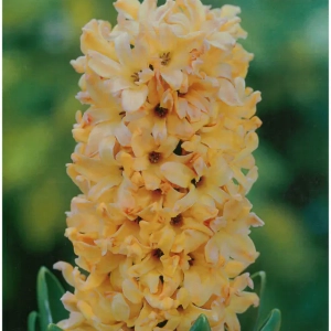 Bulbi de Zambile Odysseus (19 cm +) - 1