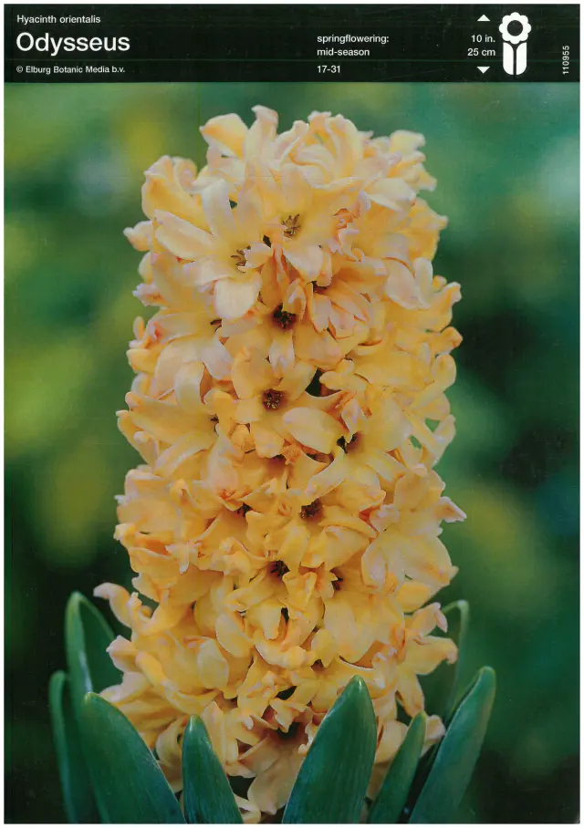 Bulbi-de-Zambile-Odysseus-4622 Bulbi de Zambile Odysseus (19 cm +) - 1