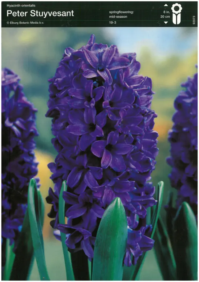 Bulbi-de-Zambile-Peter-Stuyvesant-8319 Bulbi de Zambile Peter Stuyvesant (19 cm +) 1