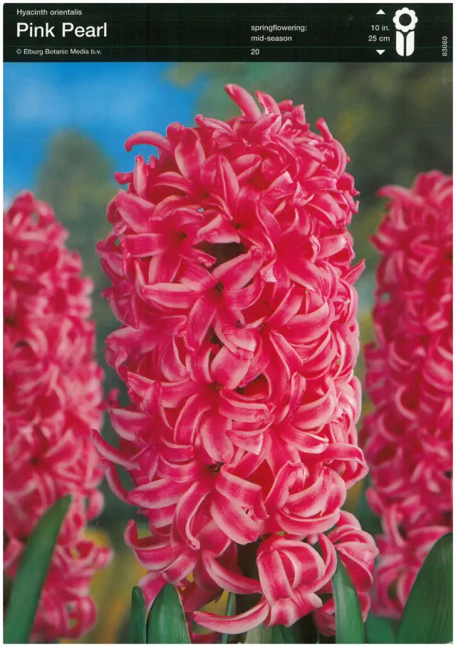 Bulbi-de-Zambile-Pink-Pearl Bulbi de Zambile Pink Pearl 1