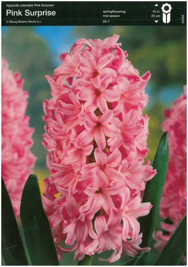 Bulbi-de-Zambile-Pink-Surprise Bulbi de Zambile Pink Surprise 1