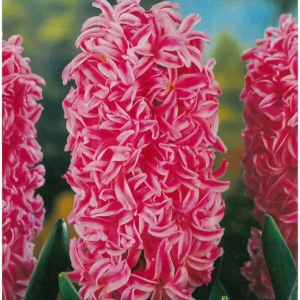 Bulbi de Zambile Queen of the Pinks 1