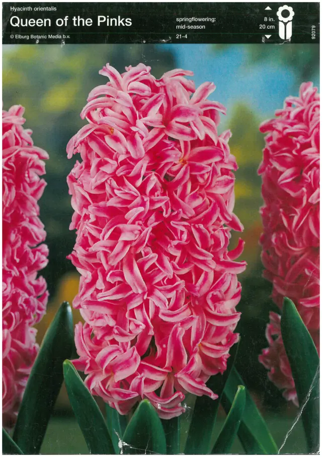 Bulbi-de-Zambile-Queen-of-the-Pinks-8473 Bulbi de Zambile Queen of the Pinks (19 cm +) 1