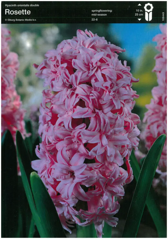 Bulbi-de-Zambile-Rosette Bulbi de Zambile Rosette 1