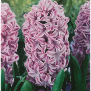 Bulbi de Zambile Splendid Cornelia (19 cm +) 1